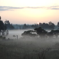 Foggy Morning