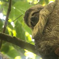 Sloth