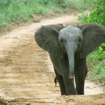 Wildlife conservation volunteering in South Africa