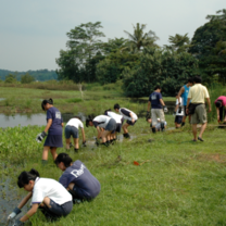 Horseshoe Crab Rescue & Research Volunteers at Nature Society Singapore