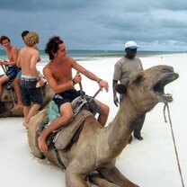 Camel riding on the beach on a gap year in Kenya Camel riding on the beach on a gap year in Kenya