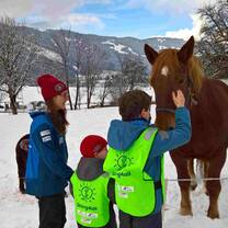 Horses