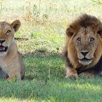 See the big 5 on Safari in your Gap Year in Uganda See the big 5 on Safari in your Gap Year in Uganda