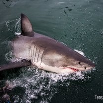 Photo I got on one of our trips - beautiful 4m female great white shark!