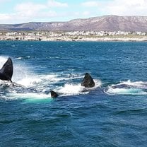 A group of Southern-Right whales that were seen performing a mating dance and chasing eachother very close to shore.