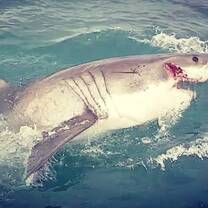 'Joker', a female white shark that we dived with near Seal Island, Mossel Bay.