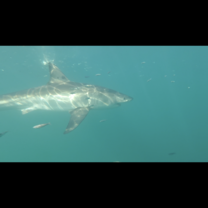 Shark Alley