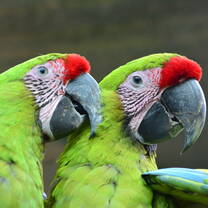 Costa Rica-Animals