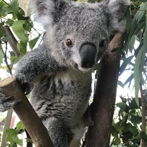 Koala at Breakfast with Koalas in Darling Harbor