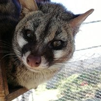 GENET