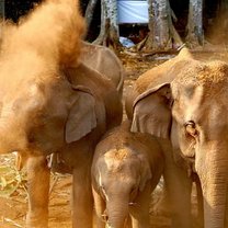 Elephants during the annual elephant birthday celebration