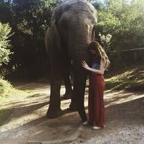 Elephants 
