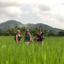 Rice Fields