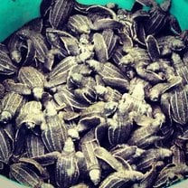 Baby leatherback sea turtles 