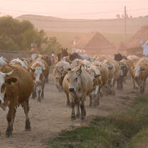 Traditional farming practises in Transylvania