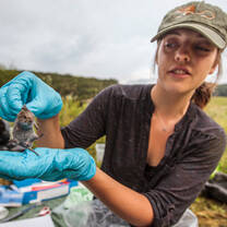 Small mammal surveys