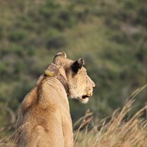 Lioness in Hluhluwe