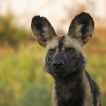 African wild dog in Hluhluwe