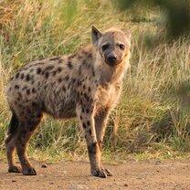 Hyena in Hluhluwe