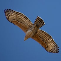 African Hawk Eagle