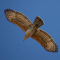 African Hawk Eagle