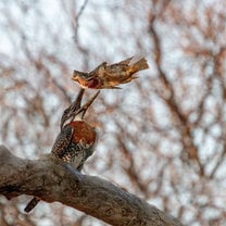 Giant Kingfisher 