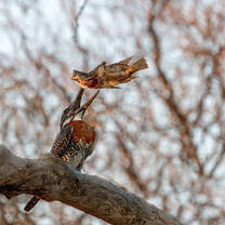 Giant Kingfisher 