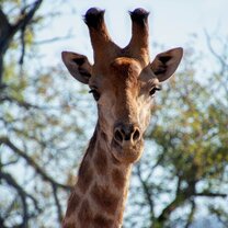 Buffalo Land Giraffe