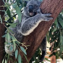 Koala 