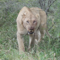 Lioness after hunting