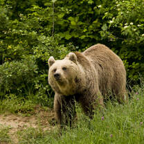 Wild bears spotted in Transylvania