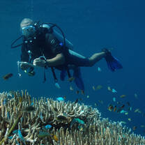 Volunteer diver fish counting in Indonesia