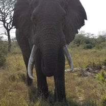 Elephant comes to check us out at Tembe Elephant Park