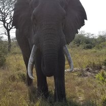 Curious Elephant at Tembe Elephant comes to check us out at Tembe Elephant Park