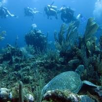 Diver Volunteers surveying turtles in Akumal Bay, Mexico