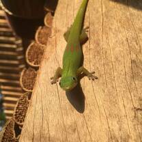 ‘Larry’, the gecko who never left our hut