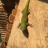 ‘Larry’, the gecko who never left our hut