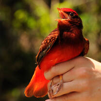 Volunteers carryin gout bird surveys in the Guiana Shield, Guyana 