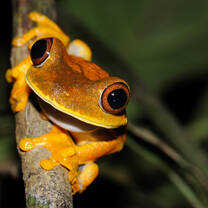 Herpetofauna in Guyana with Operation Wallacea