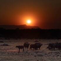 Buffalo in the dusk.