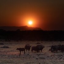 Buffalo in the dusk.