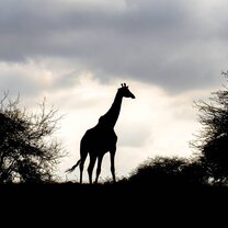 Giraffe at dawn.
