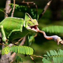 Chameleon having a little snack.