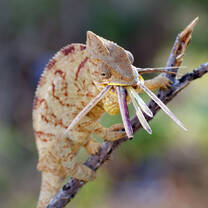 Chameleon studies in Madagascar