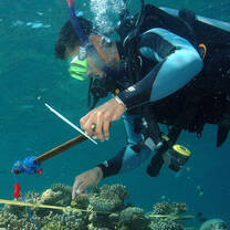Scuba diving surveys in Indonesia