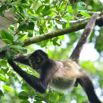 Monkeys in the Calakmul Biosphere Reserve