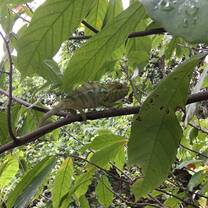 Furcifer pardalis, seen during a transect