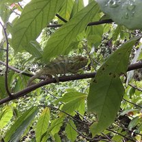 Furcifer pardalis, seen during a transect