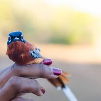 Paradise Flycatcher in Madagascar