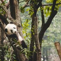 Internships in Chengdu